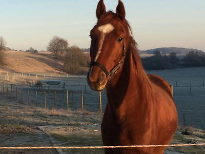 Bild 6 aus  Ferienwohnung Pferdezucht Bickenalb