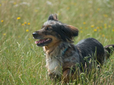 Bild 9 aus  Bauer Korl's Golchener Hof