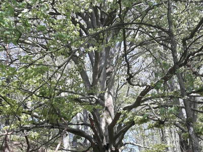 Bild 15 aus  Gästehaus im Lochautal