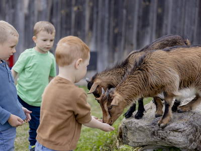 Bild 27 aus  Ferienbauernhof Ohr
