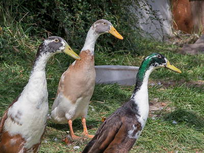 Bild 27 aus  Appartement Birkenhof - Urlaub mit Pferden und Alpakas
