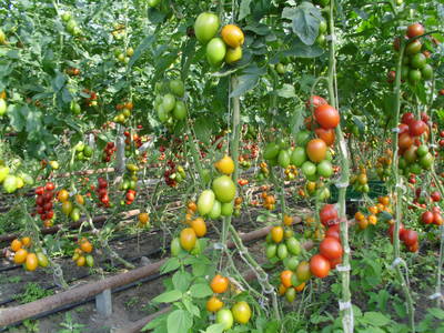 Bild 13 aus  Schümannhof