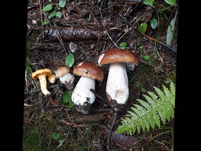 Bild 21 aus  Lechnerhof