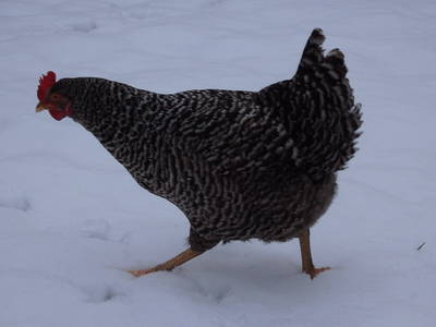 Bild 26 aus  Fjordgestüt Süderstapel GbR