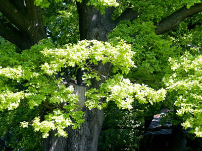 Bild 40 aus  Gut Sommereichen