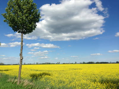 Bild 11 aus  Hollerhof-Oderbruch