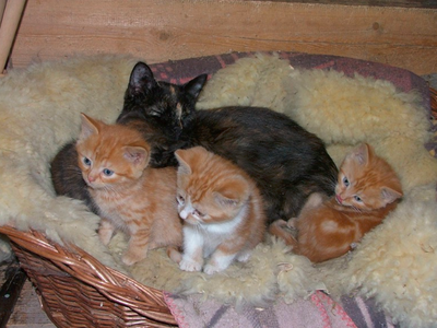 Bild 14 aus  Ferienhof Pauli