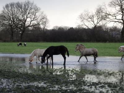 Bild 24 aus  Fjordgestüt Süderstapel GbR