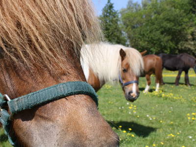 Sultan, Odilia, Polly, Aldo und Tanja heißen unsere lieben Ponys