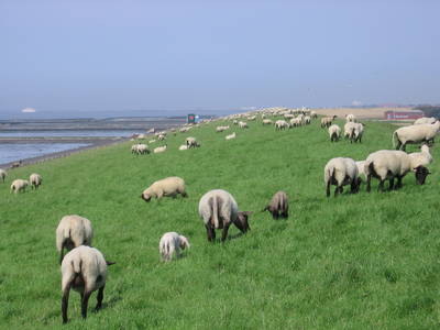 Der schafbeweidete Deich zur Nordsee ist nur 900 m entfernt