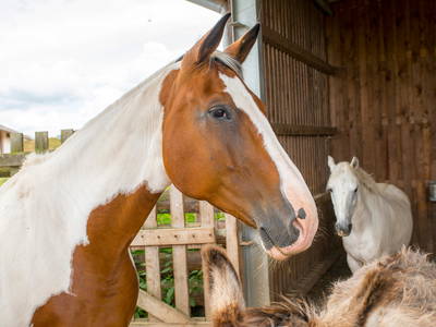Bild 7 aus  Bauer Korl's Golchener Hof