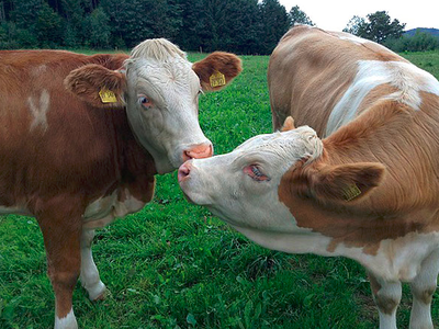 Bild 6 aus  Frongahof