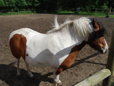 Bild 43 aus  Lindenhof