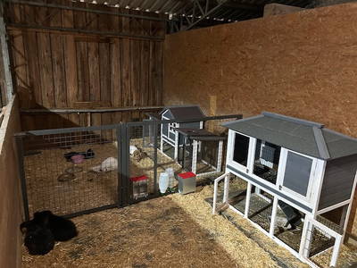 Bild 32 aus  Ferienhof Sell Bauernhofurlaub Ostsee Ponys