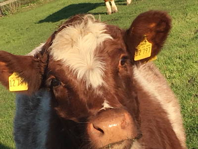 Bild 98 aus  Ostsee Ferienhof Kluvetasch