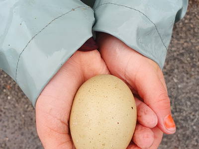 Bild 20 aus  Ferienhof   Witte Haubarg                -  2025 Beliebtester Ferienhof für Familienurlaub