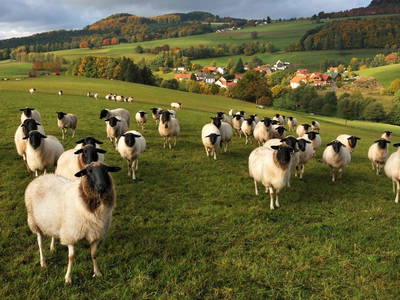 Bild 7 aus  Der Wassermannshof