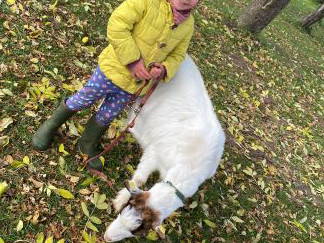 Bild 25 aus  Ferienhof Schlünzen