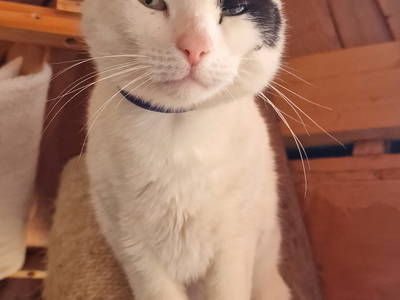 Bild 54 aus  Langenhof im Schwarzwald bei Oppenau