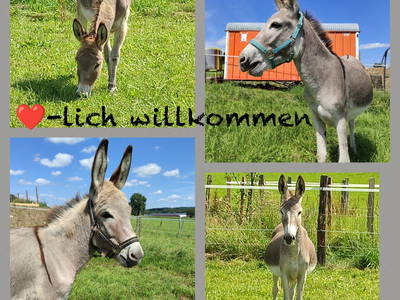 Bild 3 aus  Görgenhof - Gnadenhof für Bauernhoftiere