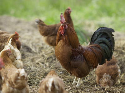 Bild 36 aus  BIO Bergbauernhof Inner-Glieshof