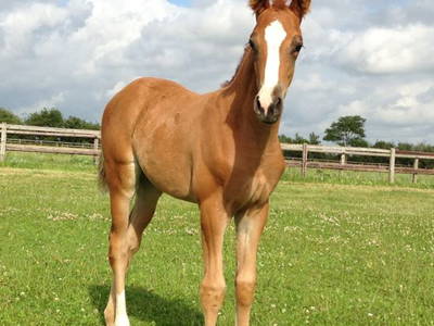Bild 38 aus  Bernsteinreiter Hirschburg