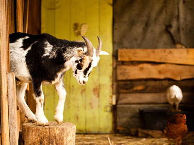 Bild 28 aus  Gut Boltenhof