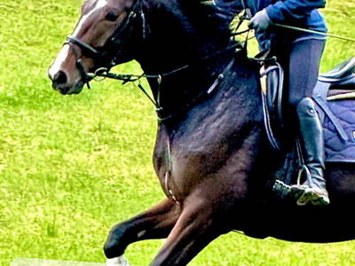 Bild 21 aus  Reiterhof Obere Mühle