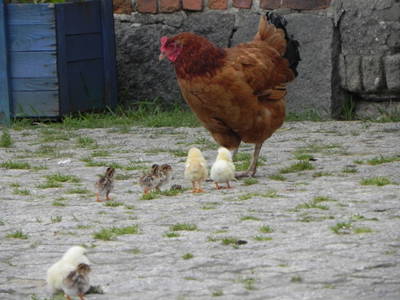 Bild 22 aus  Gutshof Dragefeld