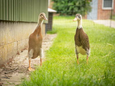 Bild 53 aus  LINDENHOF- BAUERNHOFURLAUB / OSTSEENÄHE