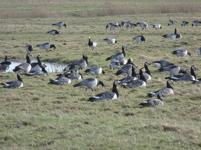 Im Herbst und Winter grasen oft 1000-de von Wildgänsen auf den Weiden