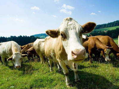 Bild 6 aus  Kinderparadies Höcker - Bio-Bauernhof