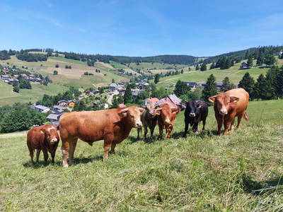 Bild 14 aus  Sunmattehof