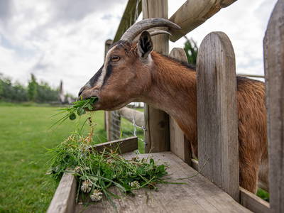 Bild 24 aus  Obst- und Ferienhof Gomeringer