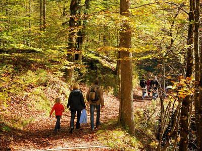 Bild 32 aus  Springerhof