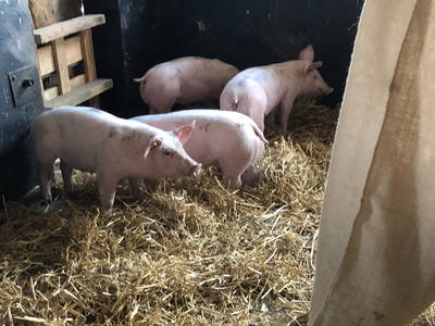 Bild 71 aus  Ostsee Ferienhof Kluvetasch