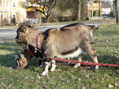 Bild 15 aus  Schwarz-Hof