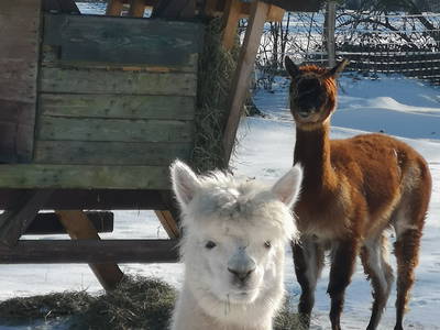 Alpakas im Winter