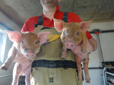 Bild 26 aus  Vejstrupgaard