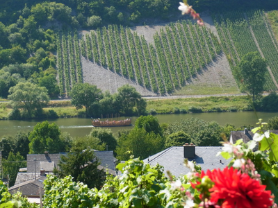 Bild 6 aus  Ferienweingut Bollig