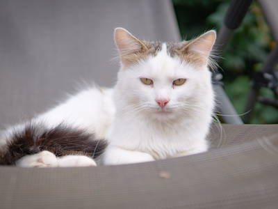 Bild 25 aus  Simmernhof - Familienurlaub auf dem Bauernhof