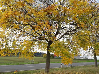 Bild 41 aus  Gästehaus im Lochautal
