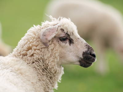Bild 28 aus  "FEWO auf dem Lande" bei St. Peter Ording