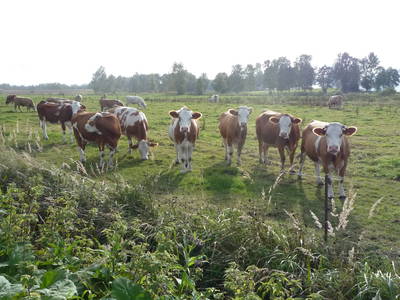 Unsere Mutterkühe ...