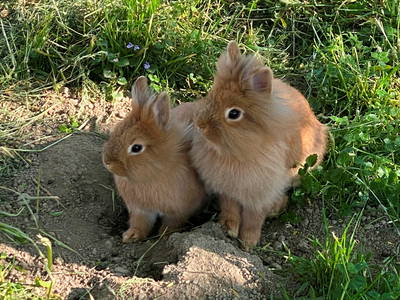 Bild 7 aus  Fürstnerhof-Reiterhof