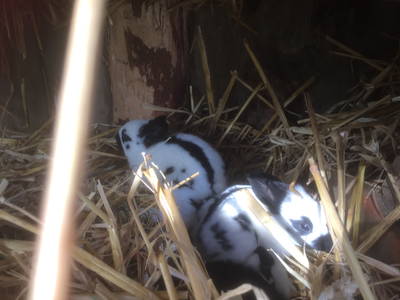 Bild 27 aus  OstseeBauernhof Schönhagen