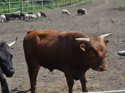 Bild 15 aus  Nutztier-Arche Hof Steindamm