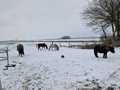Bild 52 aus  Küstenhof Oldewurtel