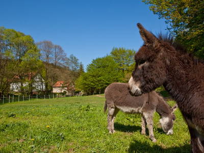 Unsere Esel Leo und Lux