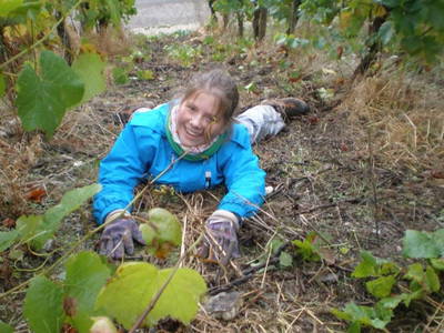 Bild 17 aus  Ferres Weingut